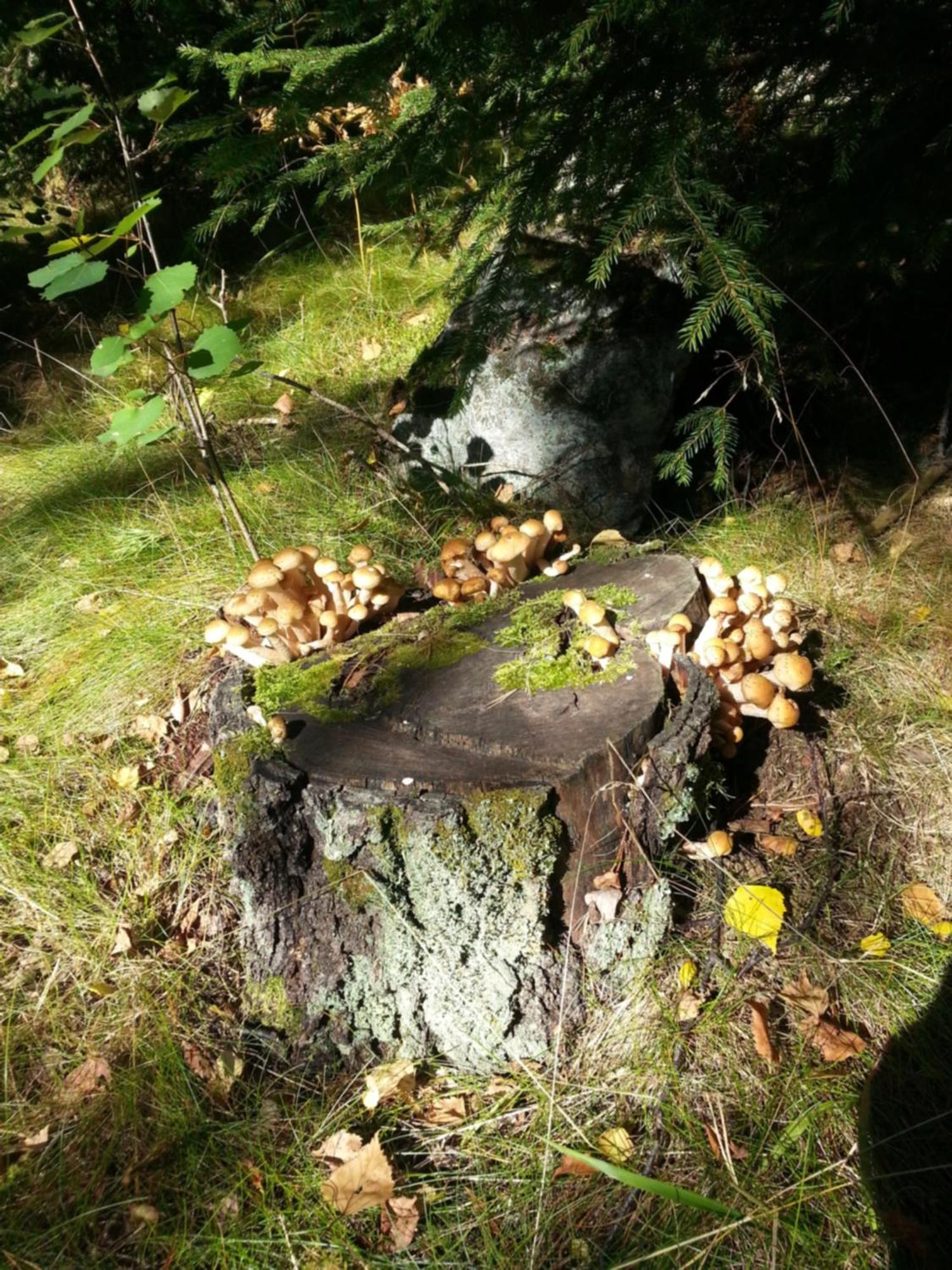 Cottage Baydar Jyraankoski Kültér fotó